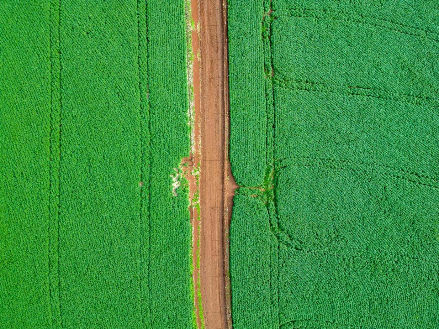 Vista aérea de uma estrada de terra que separa campos cultivados no interior do Brasil