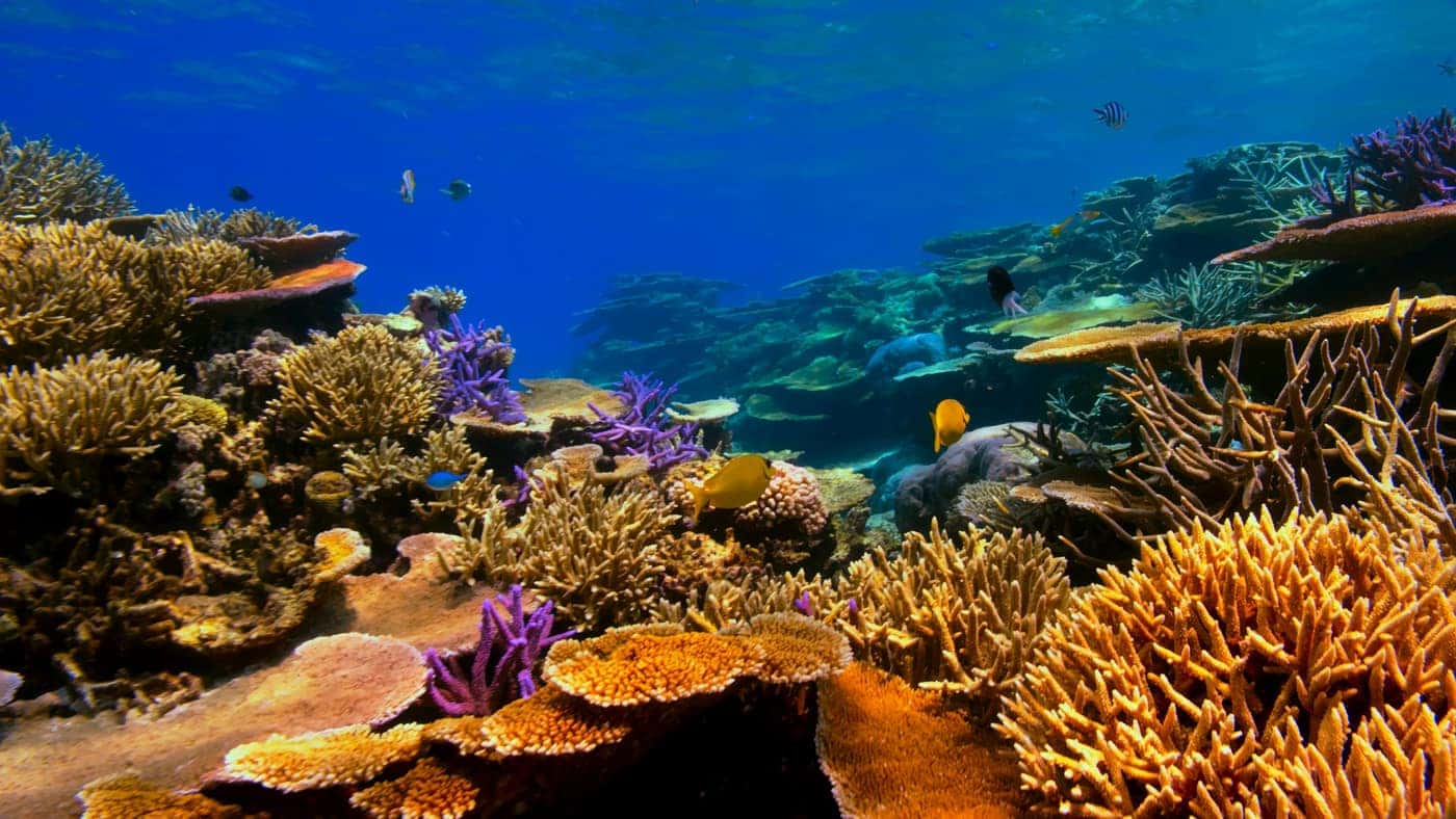 Recife de corais submerso com peixes nadando entre as formações
